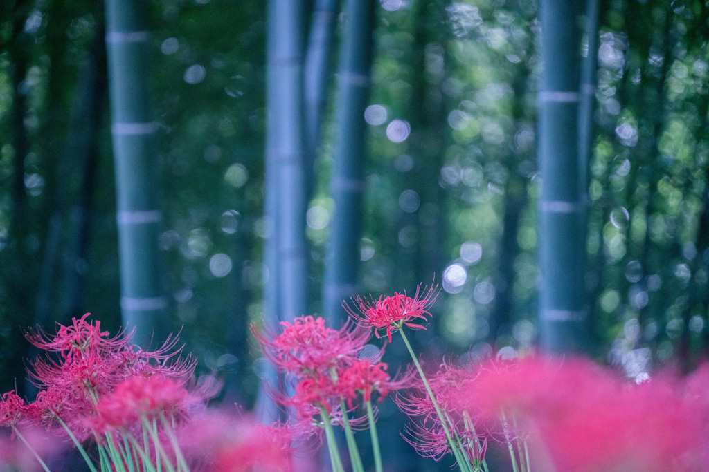 撮ってみました・・・曼珠沙華