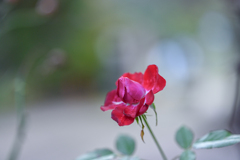 2024/11/09 Rose collection ♡ 26