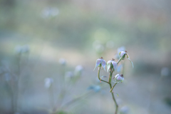 2025/11/20 Rose collection ♡ 48