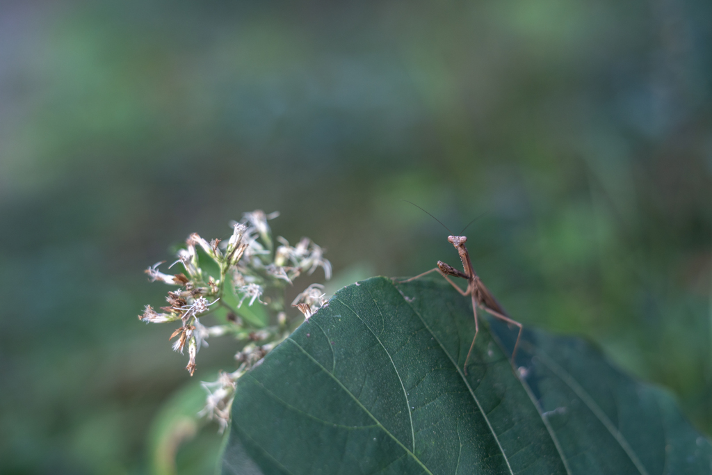 2025/09/22 枯れ色・・・♥