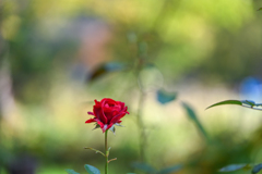 2024/10/26 Rose collection ♡ 21