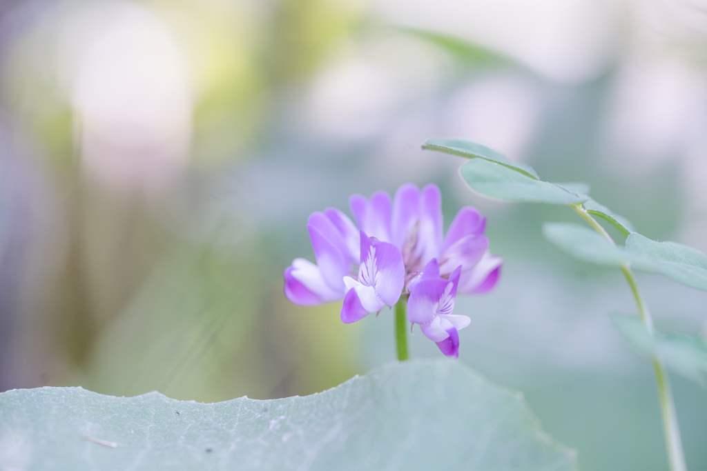 蓮華草・・・♡