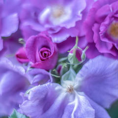Rose collection  2019-06