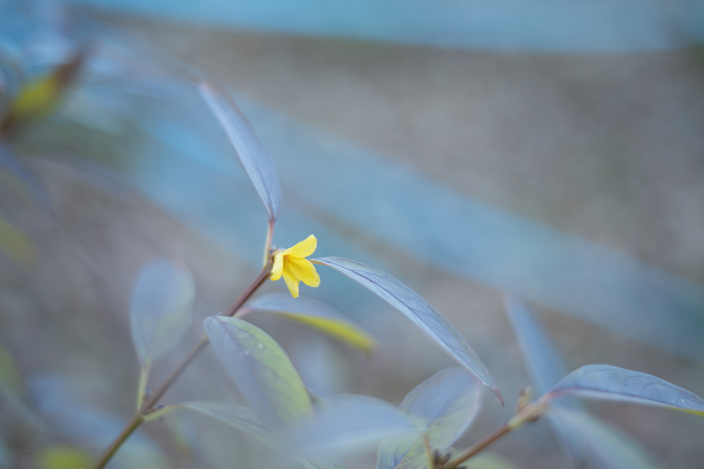 1209-50DSC_5293とまどい