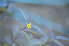 1209-50DSC_5293とまどい