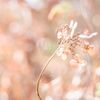 2022/11/11 紫陽花 collection ♡ 2022-05