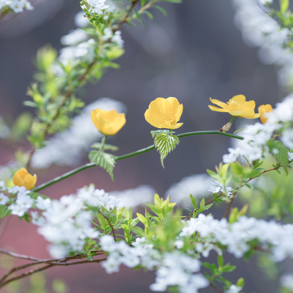 Spring harmony・・・♬
