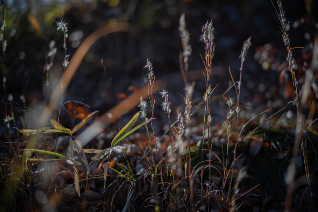 2025/11/22 メリケンカルカヤ・・・(^^♪