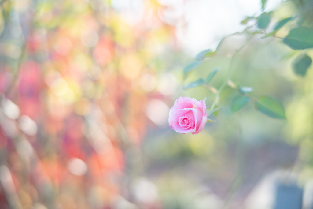 2025/11/28 Rose collection ♡ 49