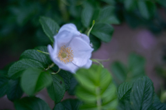 2025/06/12 Rose collection ♡ 07