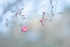 2026/01/09 浮き梅・・・♡