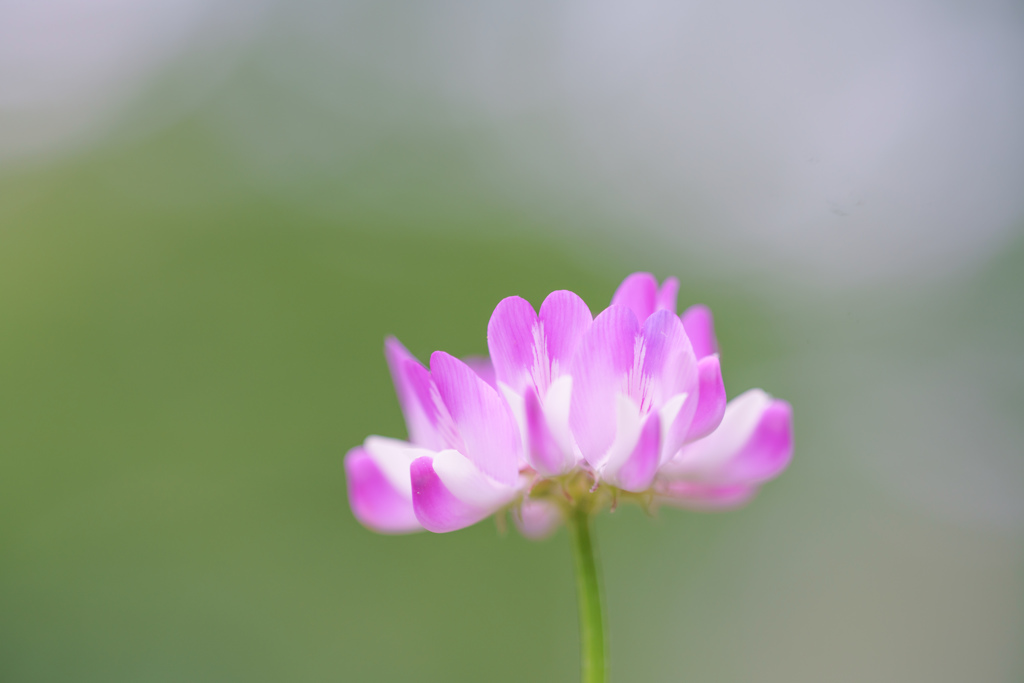 わたしの幸福・・・♡