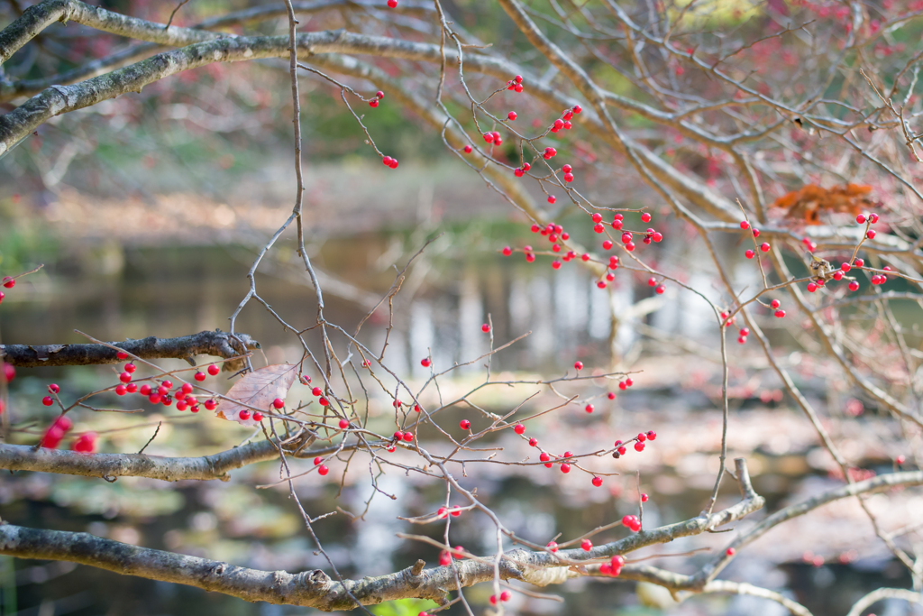 2022/11/22 Japanese winterberry・・・☆