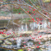 2022/11/22 Japanese winterberry・・・☆