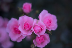 Rose collection    2018-10