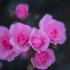 Rose collection    2018-10