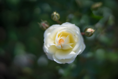 Rose collection  2018-12