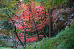 秋彩・毛越寺・・・ⅶ