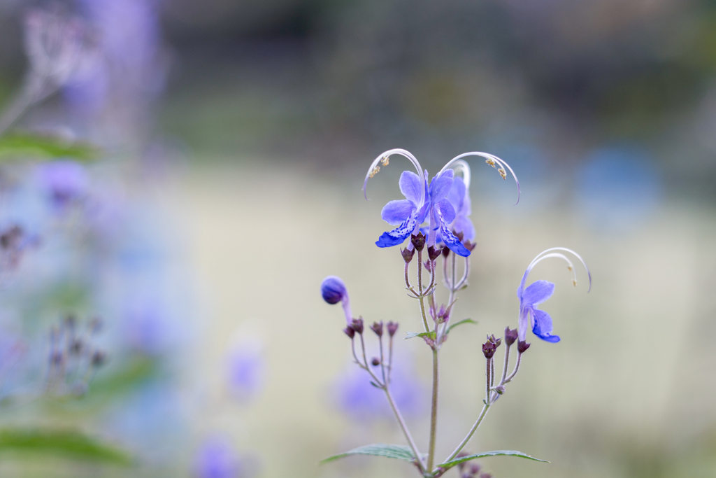 20201006 蒼蝶・・・♡