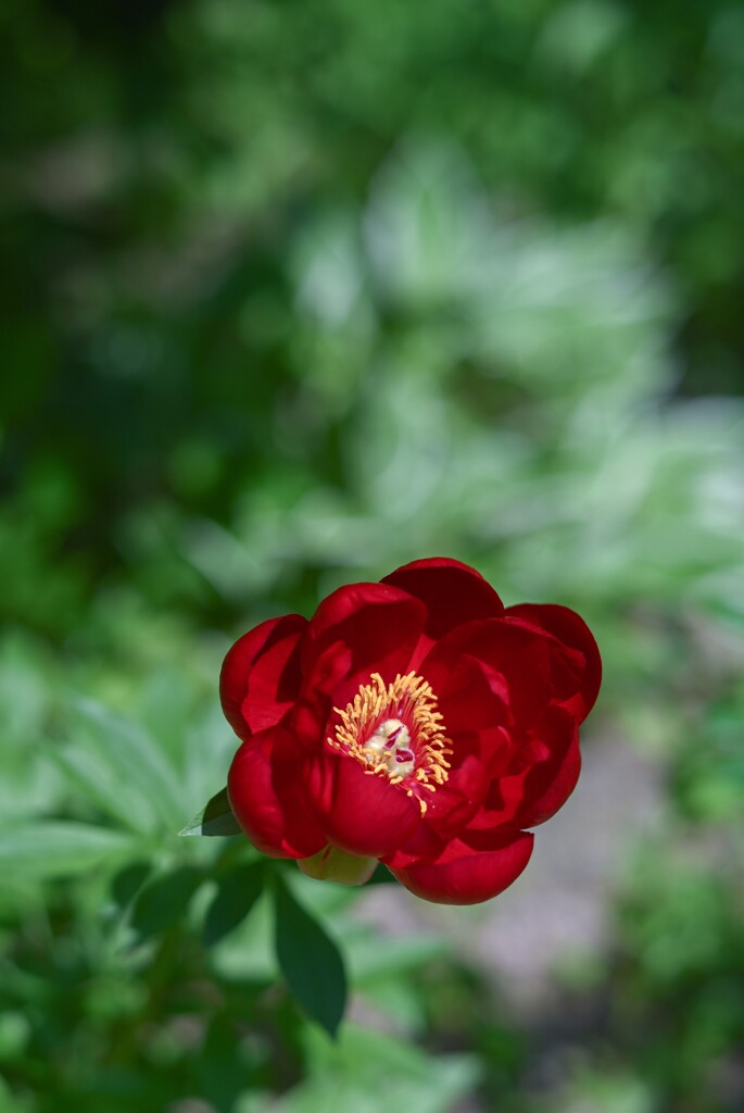 2024/05/23 紅に惹かれて・・・♡