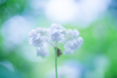 紫陽花 collection  2018-13