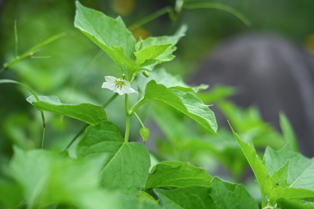 2024/06/26 ほおずき・・・♡