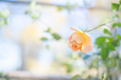 2025/11/12 Rose collection ♡ 41