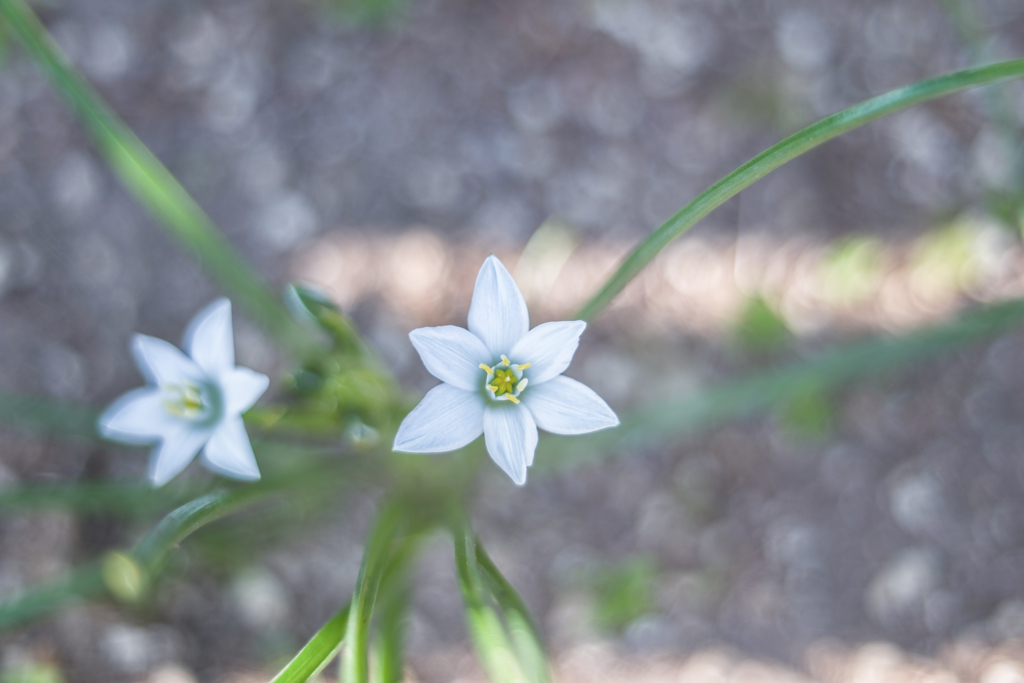 20220506 Star of Bethlehem・・・☆