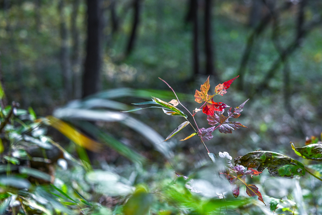 2023/11/11 Autumn colors・・・♡