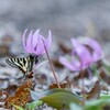 2025/04/07 今年も逢えたね・・・♡