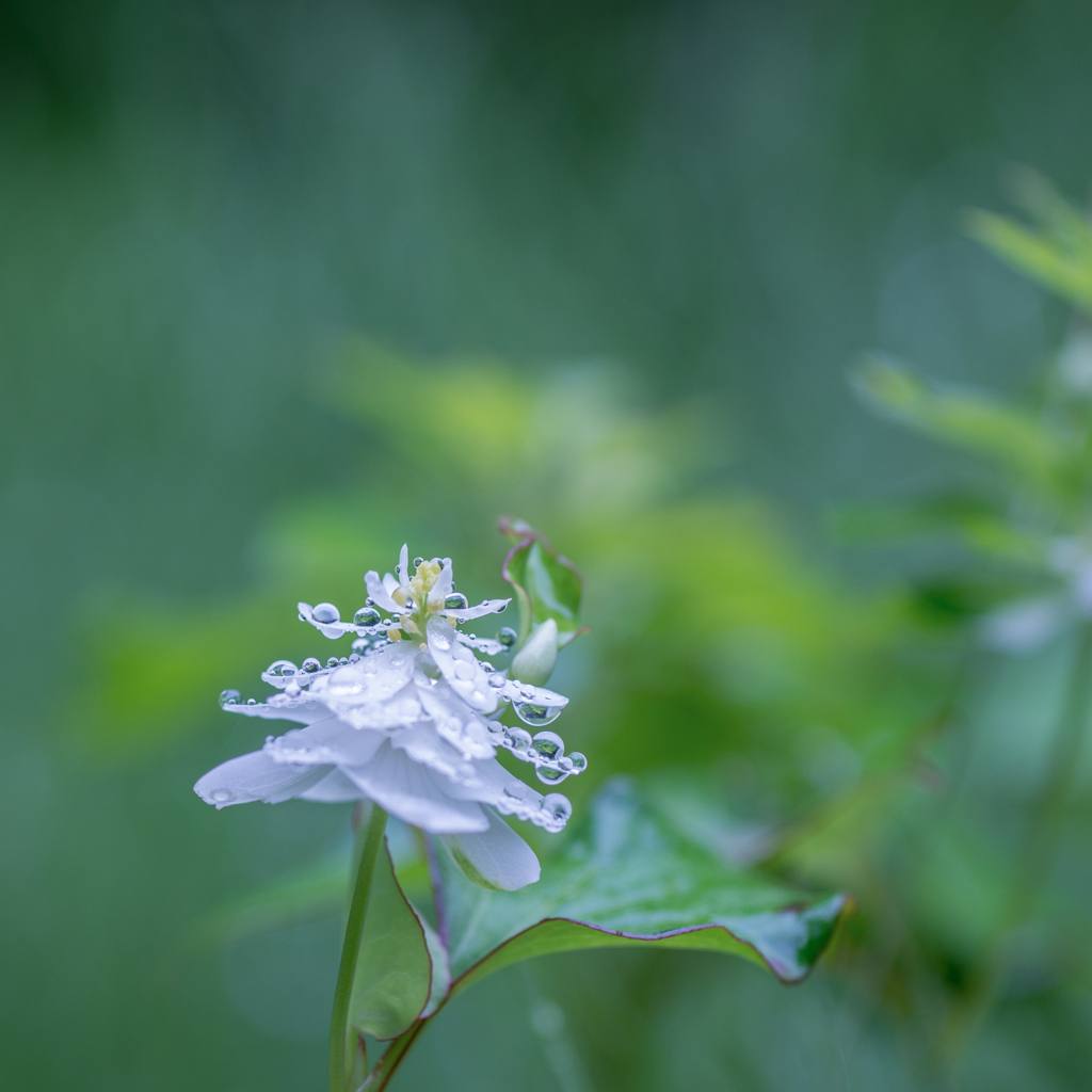 梅雨の贈り物・・・♡