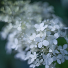 紫陽花 collection  2018-18