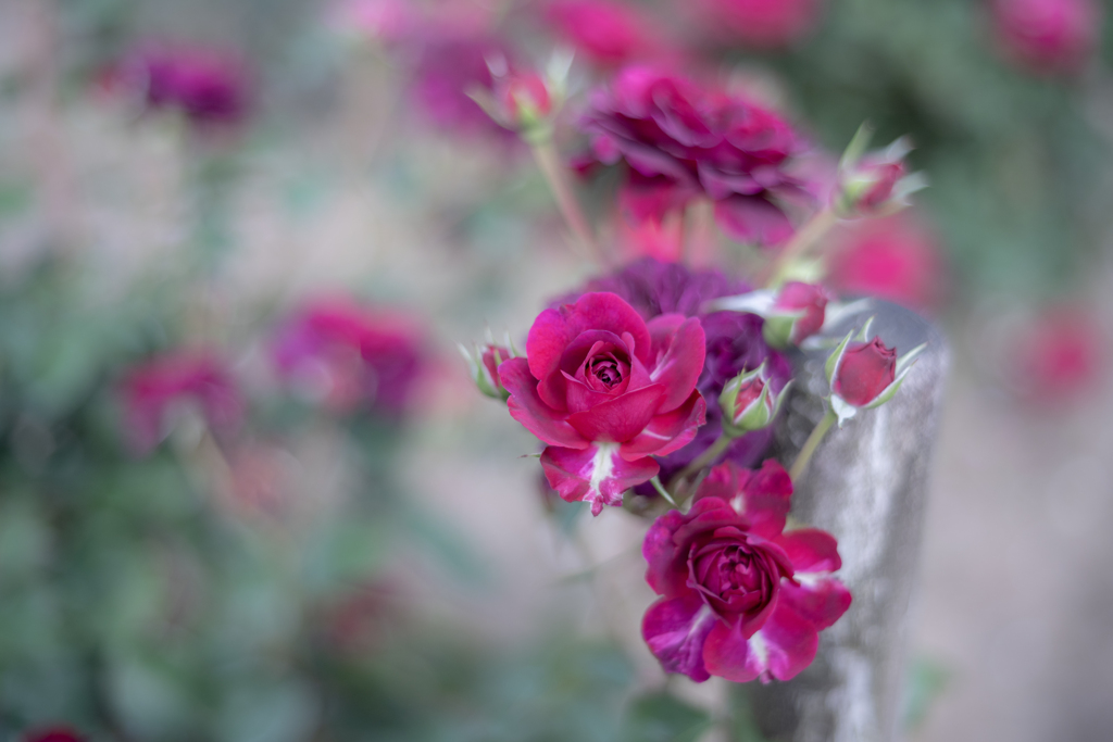2025/06/12 Rose collection ♡ 11