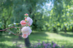 2025/06/13 Rose collection ♡ 16