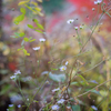 2022/11/04 Autumn colors・・・❤