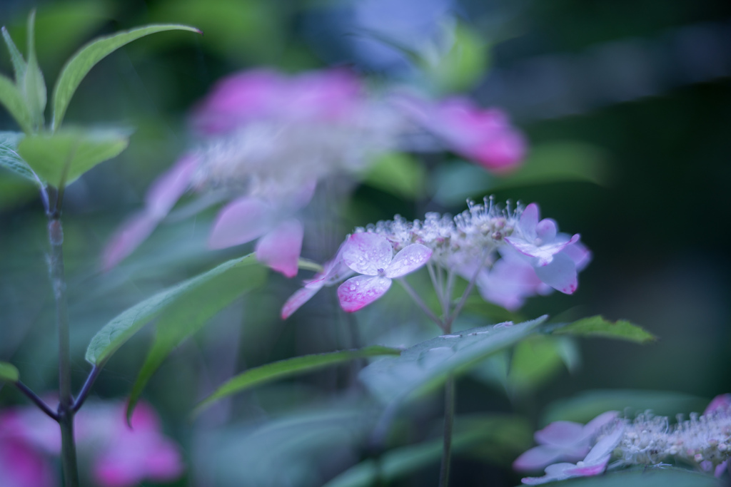 紫陽花 collection  2019-11