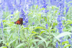 0924-50DSC_8325クジャクチョウ