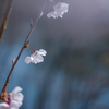 2023/03/30 桜・・・♡