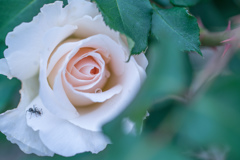 Rose collection ♡ 2017-05