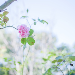 2022/09/29 Rose collection ♡ 2022-11