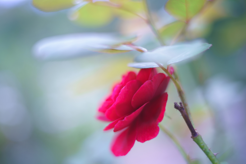 秋の薔薇・・・Ⅱ