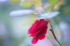 秋の薔薇・・・Ⅱ