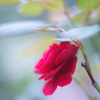 秋の薔薇・・・Ⅱ
