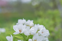 2025/04/25 りんごの花ほころび・・・♪♬
