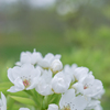 2025/04/25 りんごの花ほころび・・・♪♬