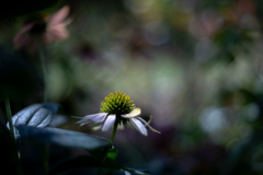2025/08/28 Echinacea・・・♡