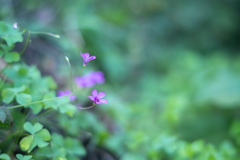 2025/11/04 オキザリス・・・♡