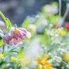 20220409 Spring dream・・・♡