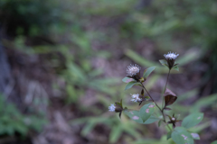 2025/09/20 オケラ・・・♡