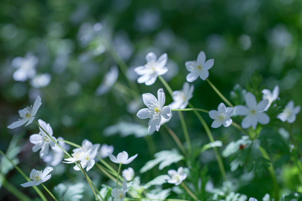 わずかな希望・・・♬